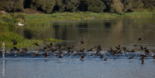 A flock of wild birds on the Narew River in Poland