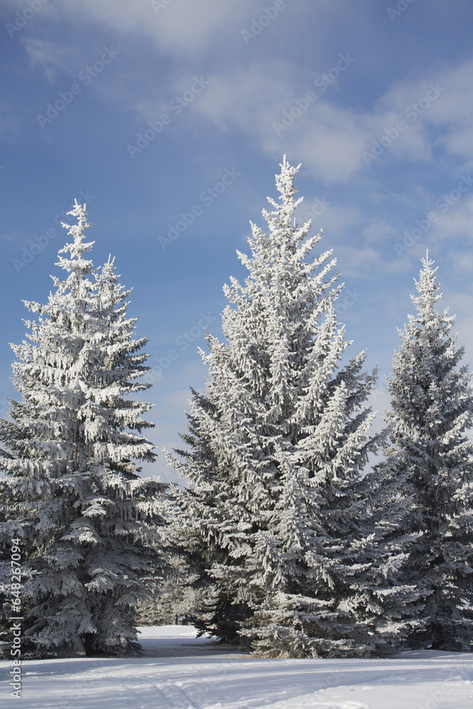 Frosted Snow Covered Evergreen Trees In A Snow Covered Field With Blue Sky And Clouds; Calgary, Alberta, Canada Frosted Snow Covered Evergreen Trees In A Snow Covered Field With Blue Sky And Clouds; Calgary, Alberta, Canada