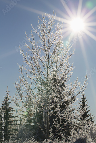 Sunburst In A Blue Sky With Frost On The Trees; Alberta, Canada photo