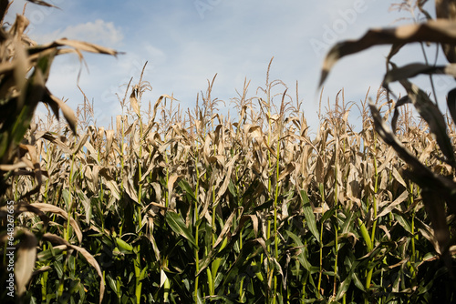 Corn Field Against the Sky