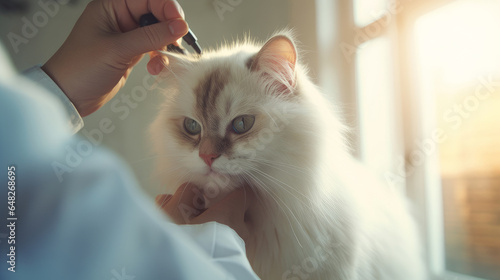 A small kitten is examined by a veterinarian doctor in a clinic with sun rays from the windows, close-up.