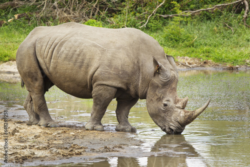Northern White Rhinoceros (Ceratotherium Simum Cottoni) At A Watering Hole, With Bird In It's Ear, Gomo Gomo Game Lodge; South Africa photo