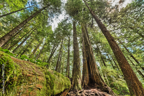 Rainforest In Strathcona Provincial Park; British Columbia, Canada photo