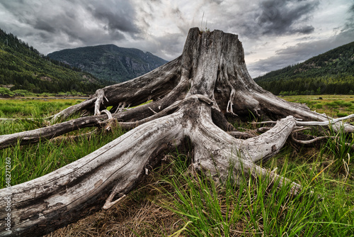Old Stump In The Flood Plains At The South End Of Buttle Lake, Strathcona Provincial Park; British Columbia, Canada photo