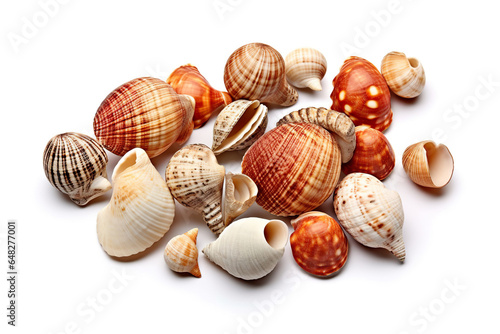 shells isolated on white