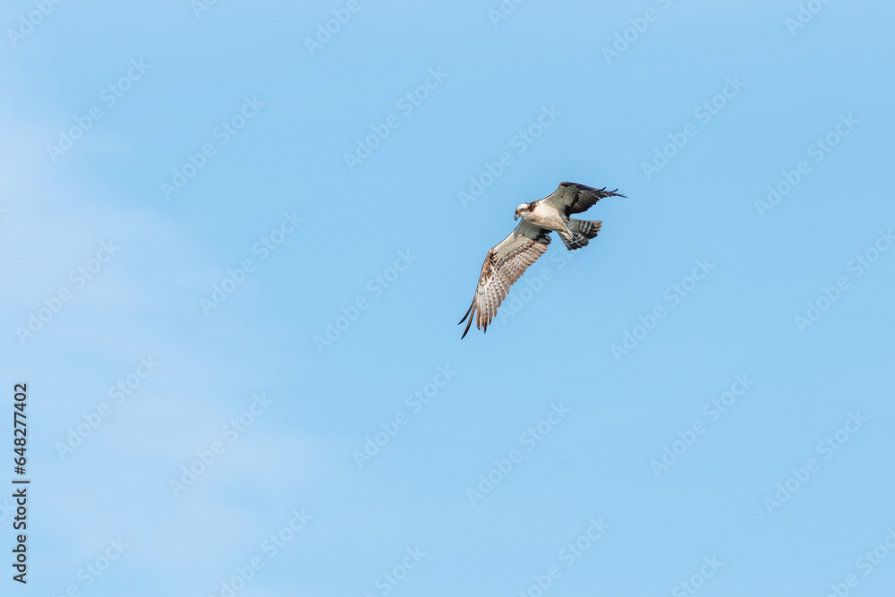Osprey (Pandion haliaetus) flying over a marsh. Osprey (Pandion haliaetus) flying over a marsh.