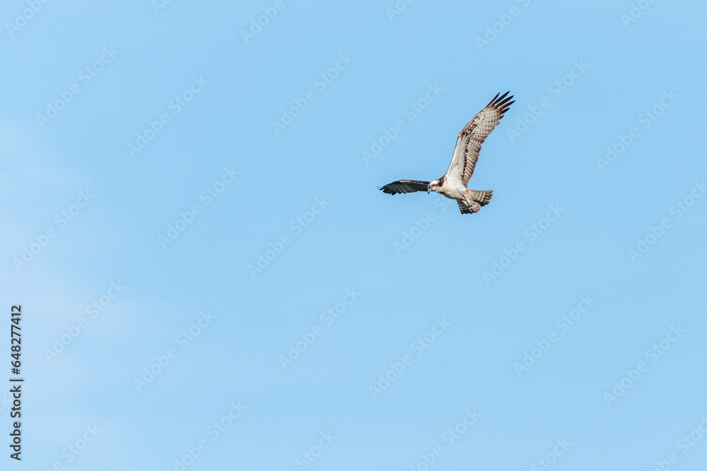 Osprey (Pandion haliaetus) flying over a marsh. Osprey (Pandion haliaetus) flying over a marsh.