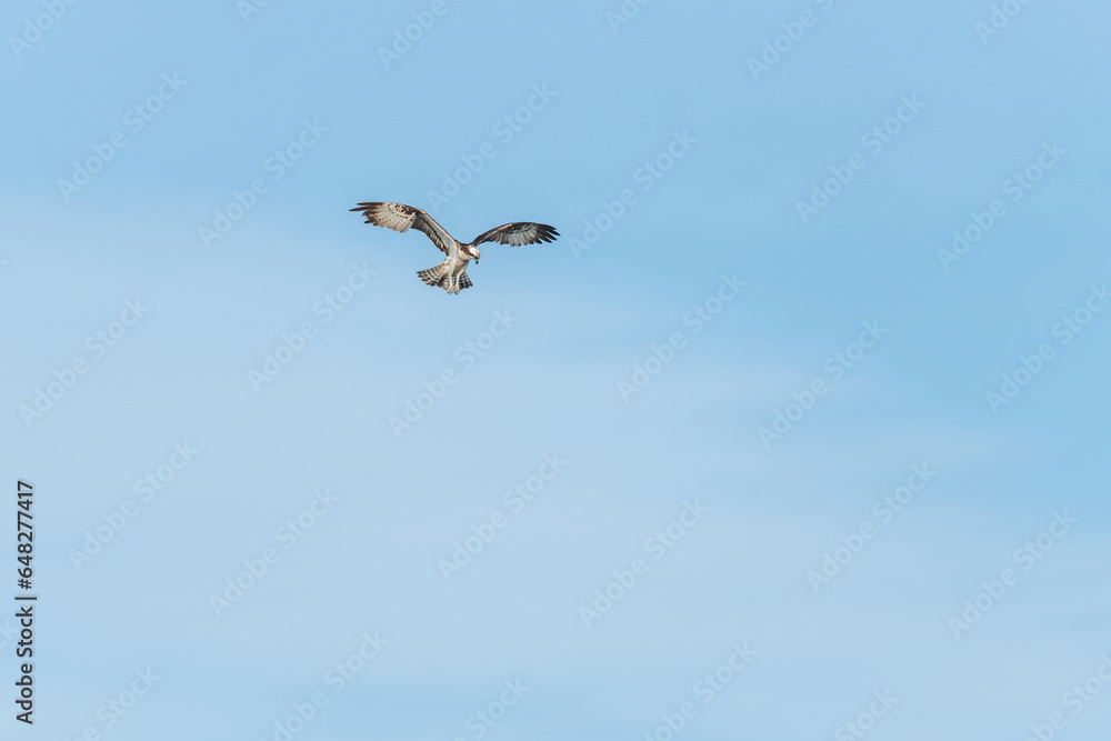 Osprey (Pandion haliaetus) flying over a marsh. Osprey (Pandion haliaetus) flying over a marsh.