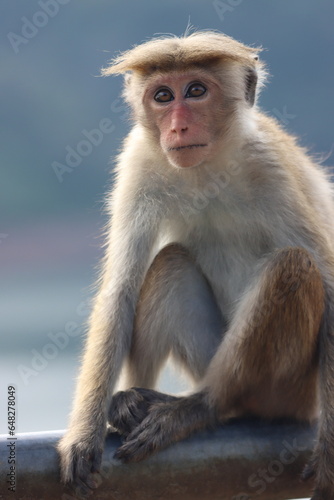 Monkey looking at us  © Hiroshan