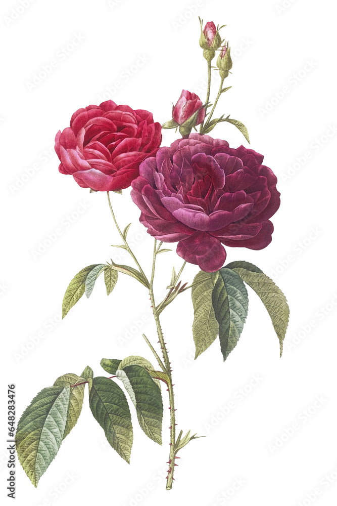 Botanical Vintage Purple French Rose Flower on Isolated Background