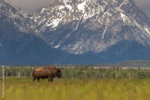 Bison in Meadow with Mountain in the Background