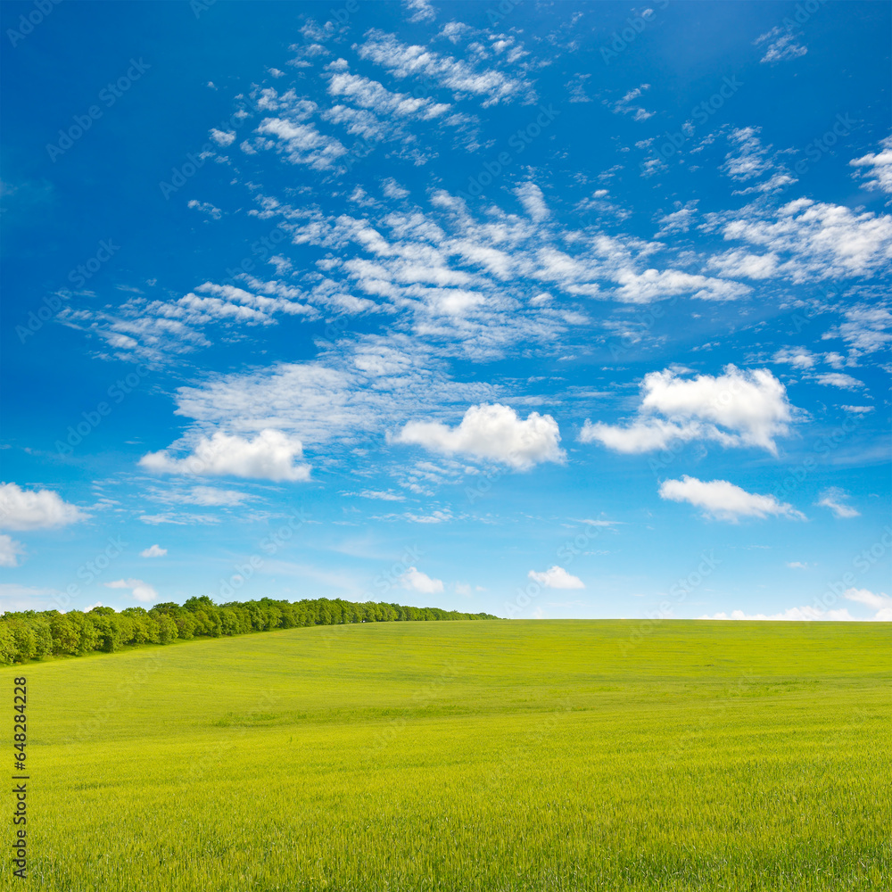 Obraz premium Spring meadow and blue sky