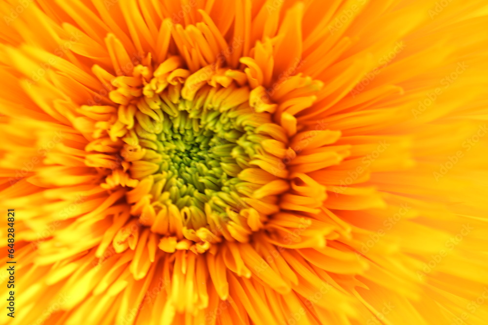 bright yellow sunflower flower close-up, macro sunflower flower bright yellow sunflower flower close-up, macro sunflower flower