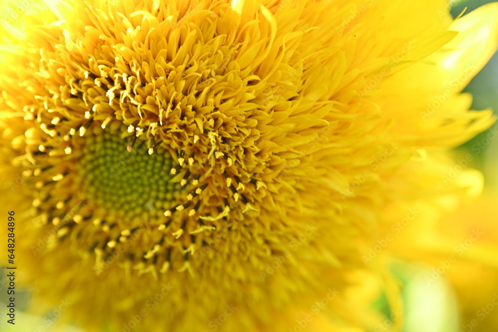 Yellow sunflower flower close-up, macro sunflower flower Yellow sunflower flower close-up, macro sunflower flower