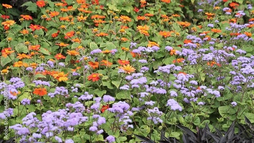 eupatorieae ageratum red purple orange blue flowers with green leaves, medium shot photo