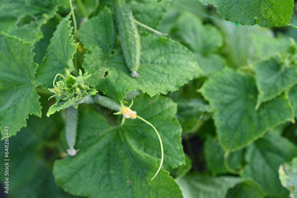 young green cucumber close-up on a branch in the garden, cucumber flower close-up, green gherkin on a branch in the vegetable garden close-up, green vegetable garden sustainable development young green cucumber close-up on a branch in the garden, cucumber flower close-up, green gherkin on a branch in the vegetable garden close-up, green vegetable garden sustainable development