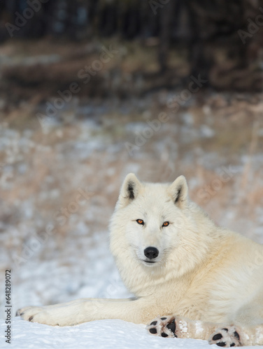 polar wolf lies against the background of the forest