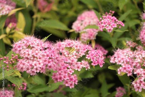 pink spiraea japonica pink plants flowers, close shot photo