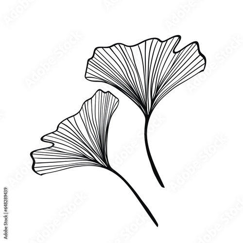 Ginkgo biloba leaves sketch. Decorative sceleton leaf. Vector hand drawn illustration. Minimal linear style