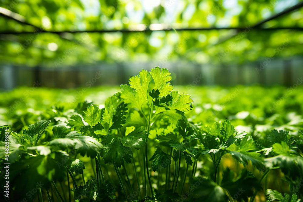 An authentic image captures parsley naturally thriving in its environment, a testament to the beauty and vitality of nature. Fresh parsley growing in greenhouse. An authentic image captures parsley naturally thriving in its environment, a testament to the beauty and vitality of nature. Fresh parsley growing in greenhouse.