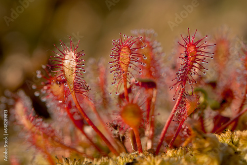 Oblong leaved sundew leaves photo