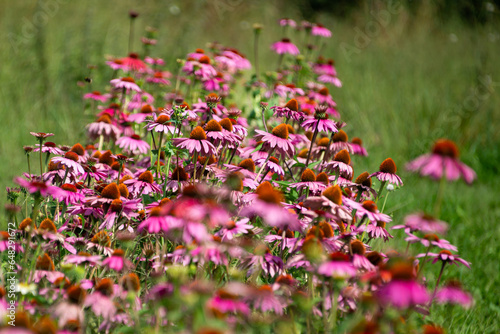 A field of purple echinacea flowers. These flowers are medicinal plants and are used as a dietary supplement for the common cold and other infections.