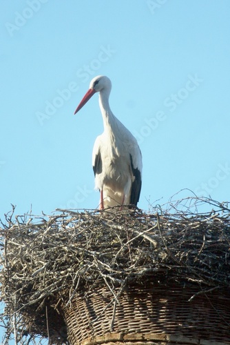 Storch im Nest