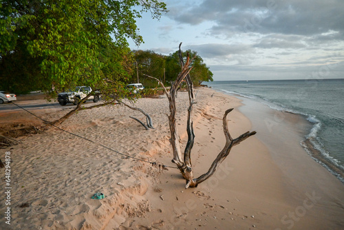 A Fallen tree in the Sand