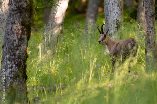 Chamois et la forêt