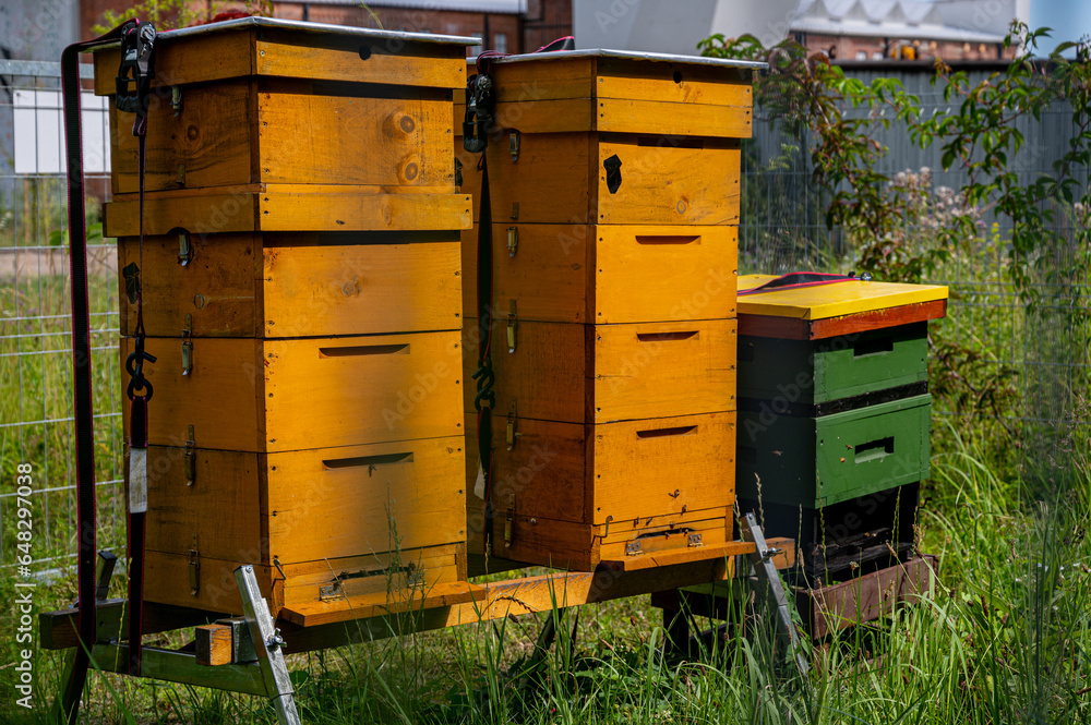 Beekeeping. Yellow and green hives with bees. Wooden square beehives in green grass. Bee farming. Beekeeping. Yellow and green hives with bees. Wooden square beehives in green grass. Bee farming.