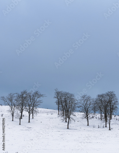 Group of trees in the snow