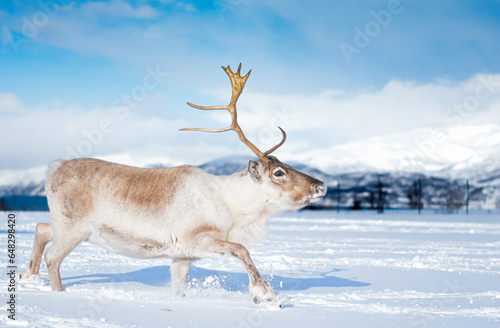 Reindeer in Tromso, Norway. Sledding and reindeer feeding by Sami culture, in cold and snowy winter, near mountains, hills and fjords.