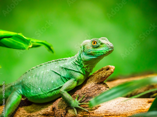 Animals in nature in green color