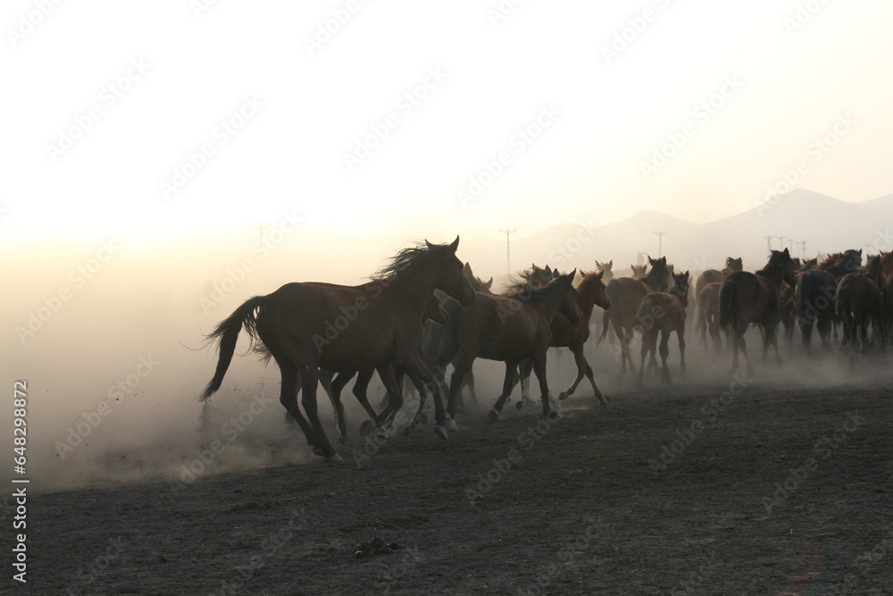 Free horses, left to nature at sunset. Kayseri, Turkey
