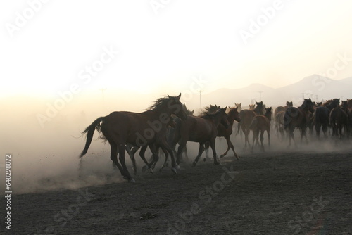 Free horses  left to nature at sunset. Kayseri  Turkey