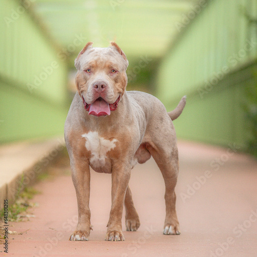 Portrait d'un chien de race americain bully XL 
