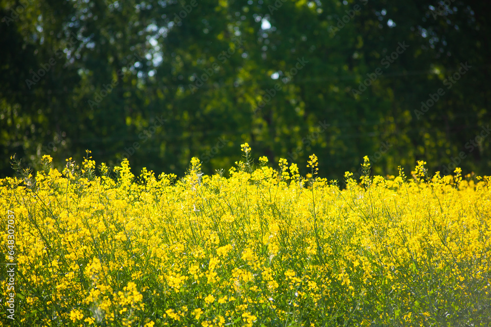 Obraz premium Yellow rapeseed field against the backdrop of a green forest. 