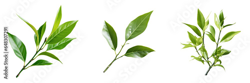 Png Set Green tea leaf on a transparent background