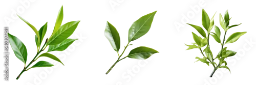 Panel kuchenny z motywem Png Set Green tea leaf on a transparent background