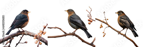 Png Set A blackbird perched on a branch observing transparent background