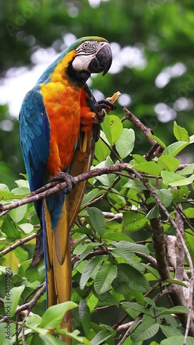 Arara Canindé na cidade de Bonito, Estado do Mato Grosso do Sul, Brasil