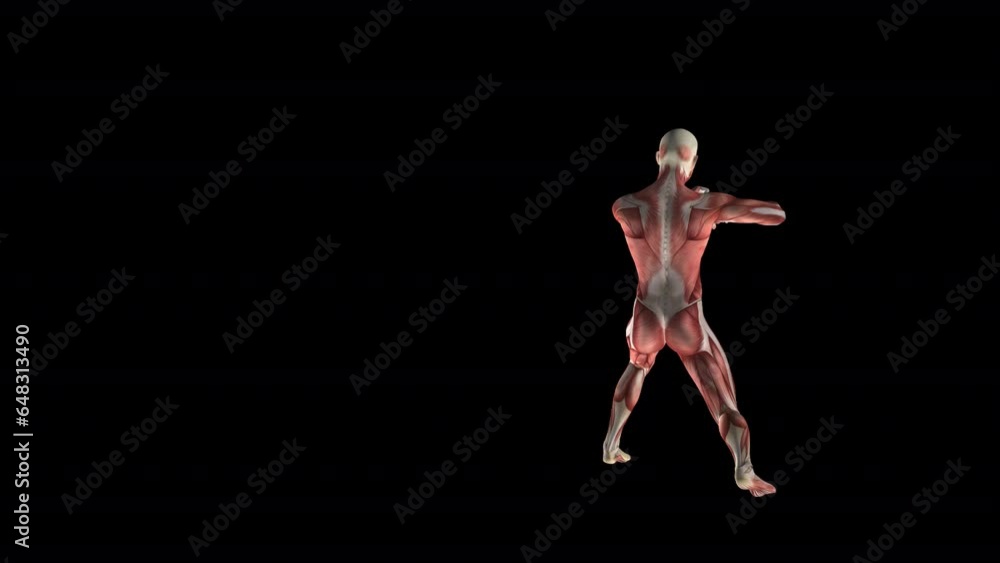Male Fighter - Muscles Map - Martial Arts Combo - III - Alpha Channel - 3D animation loop isolated on transparent background Male Fighter - Muscles Map - Martial Arts Combo - III - Alpha Channel - 3D animation loop isolated on transparent background