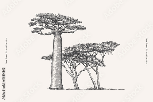 Canvastavla Mighty baobab and acacia in engraving style