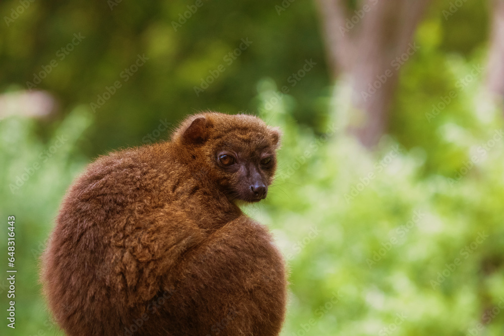 Fototapeta premium red-fronted brown lemur with long beautiful tail