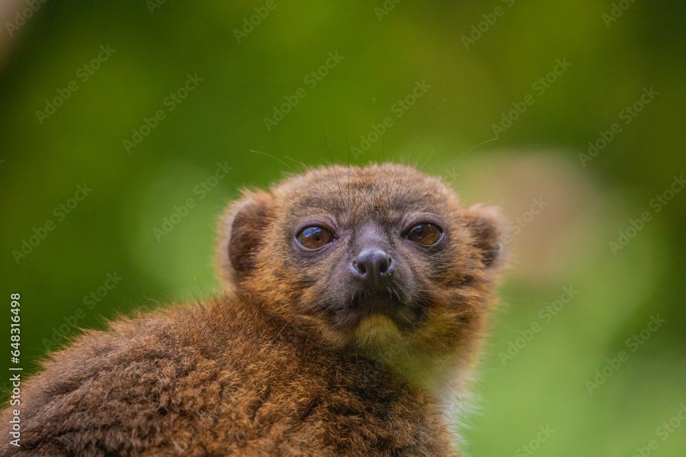 Naklejka premium red-fronted brown lemur with long beautiful tail