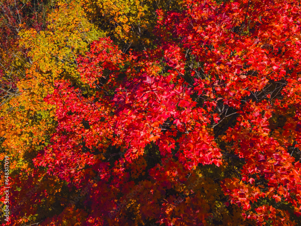 Bright red leaves in autumn wisconsin woodland Bright red leaves in autumn wisconsin woodland