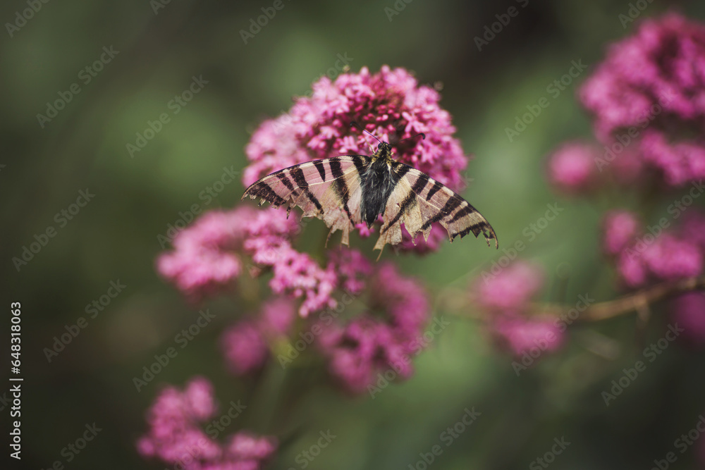 Butterfly with damaged wings. Eastern Tiger Swallowtail on a purple flower. Beautiful butterfly pollinating on pink flower. Eastern Tiger Swallowtail sipping nectar from pink flowers. 