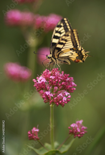 Eastern Tiger Swallowtail on a purple flower. Beautiful butterfly pollinating on pink flower. Eastern Tiger Swallowtail sipping nectar from pink flowers.  © Cristina