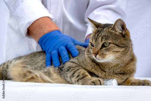 Cute cat at the veterinarian's appointment. Examination of a cat in the clinic. Veterinary medicine. Doctor's hands in blue rubber nitrile gloves. © Helen-HD