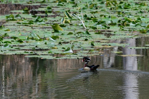 ducks on the pond
